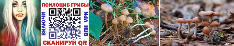 Псилоцибиновые грибы MAGIC MUSHROOMS купить цена Волосово
